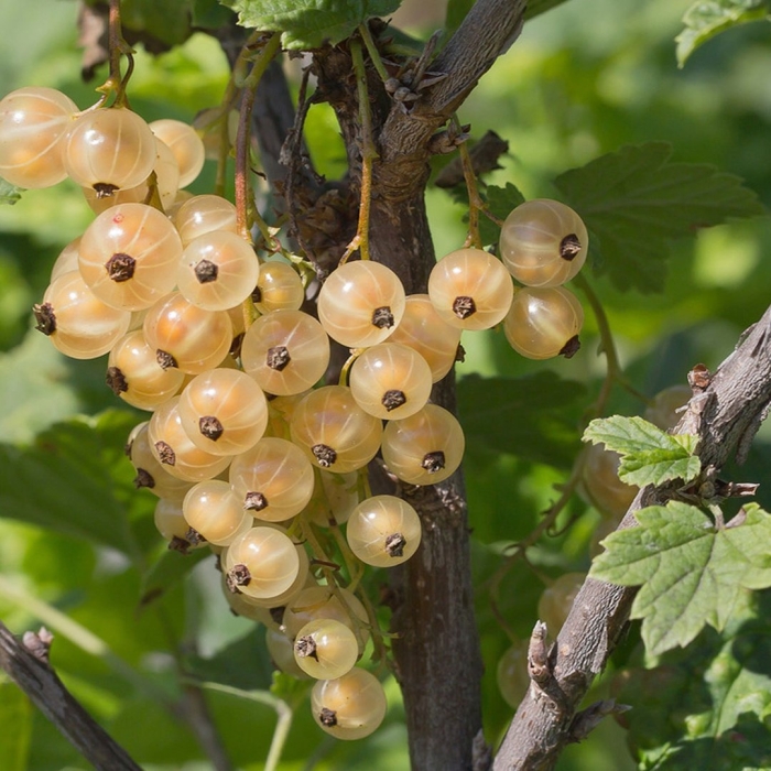Смородина белая версальская