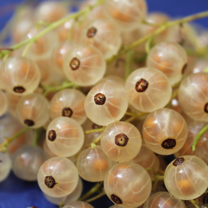 Смородина белая версальская