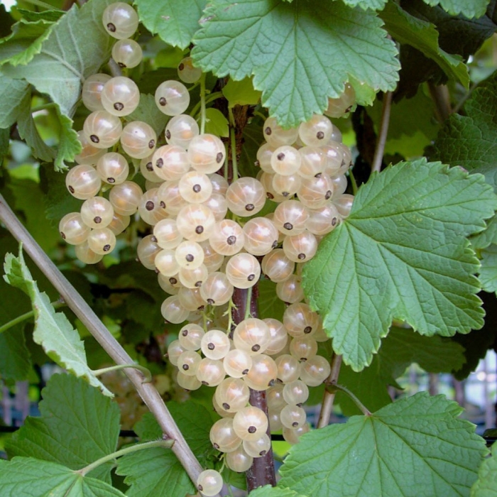 Смородина белая версальская