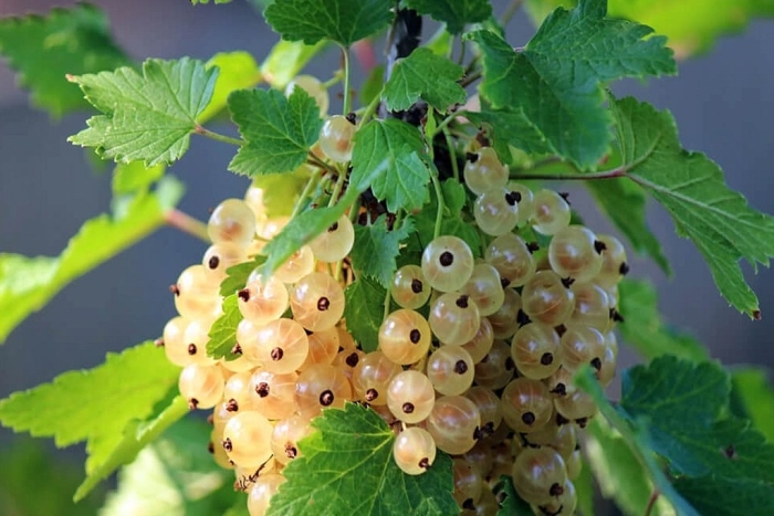 Белая смородина сорт баяна