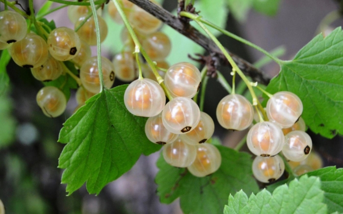 Смородина белая уральская