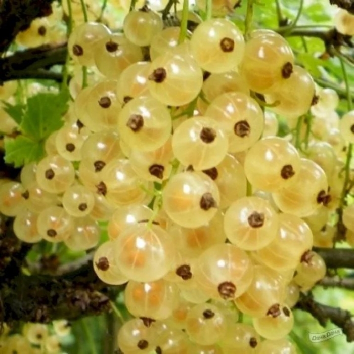 Смородина белая версальская