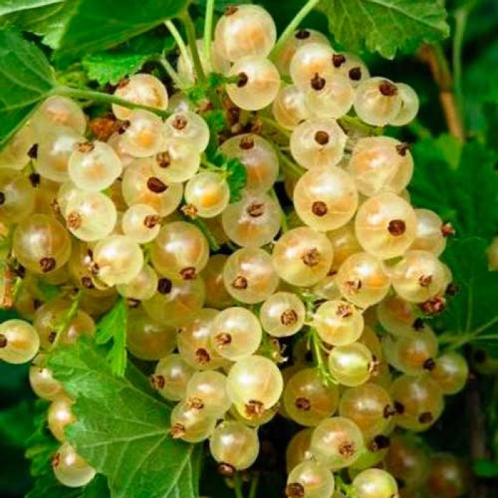 Смородина белая фея