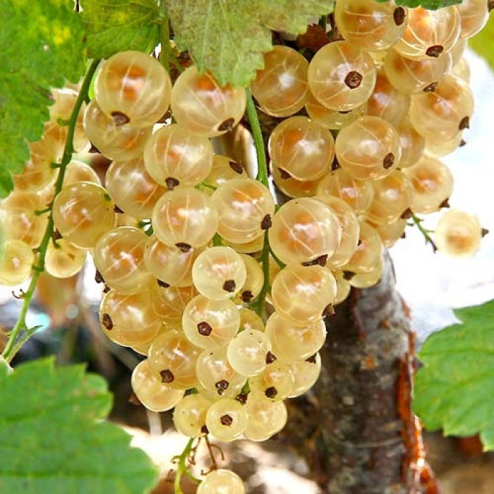 Смородина императорская желтая