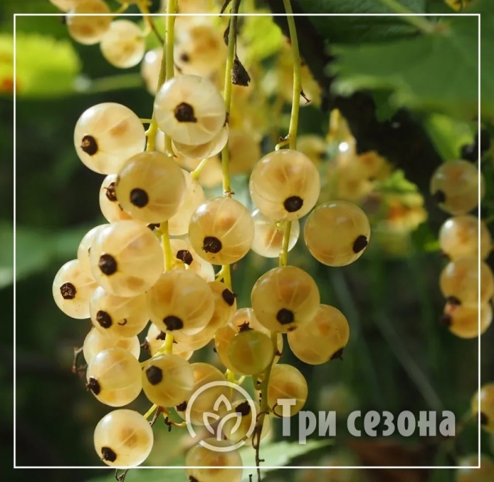 Смородина белая десертная