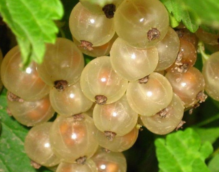 Смородина белая версальская