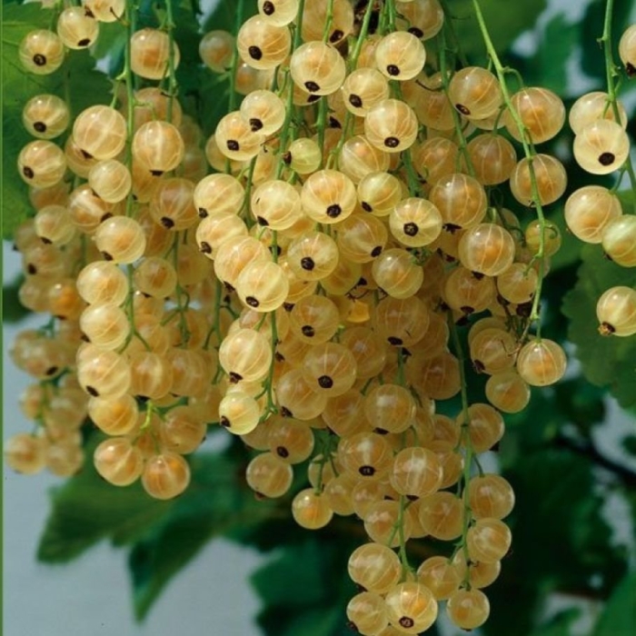 Саженцы белой смородины