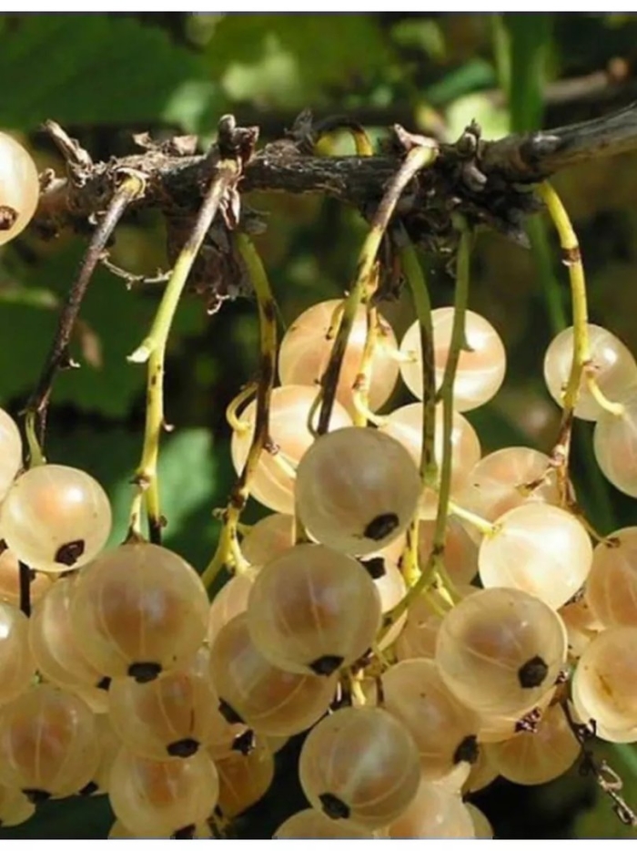 Саженцы смородина версальская белая