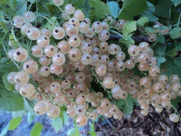 Смородина белая виксне с5