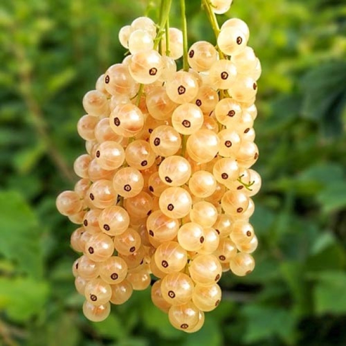 Смородина белая смольяниновская