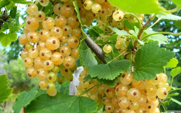 Саженцы смородина императорская желтая