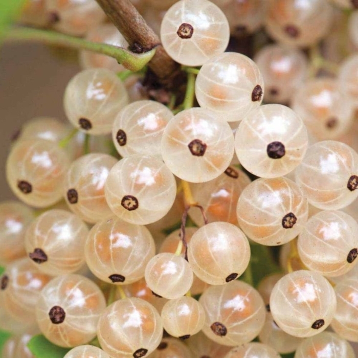 Смородина белая виксне