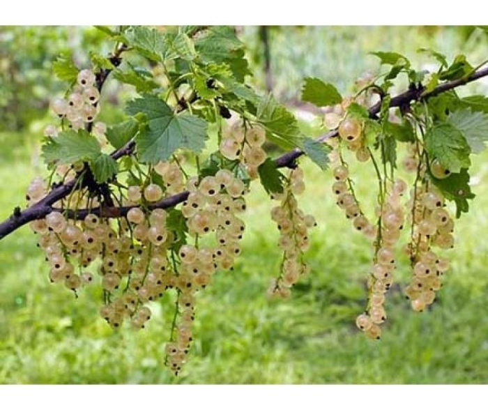 Белая смородина blanca