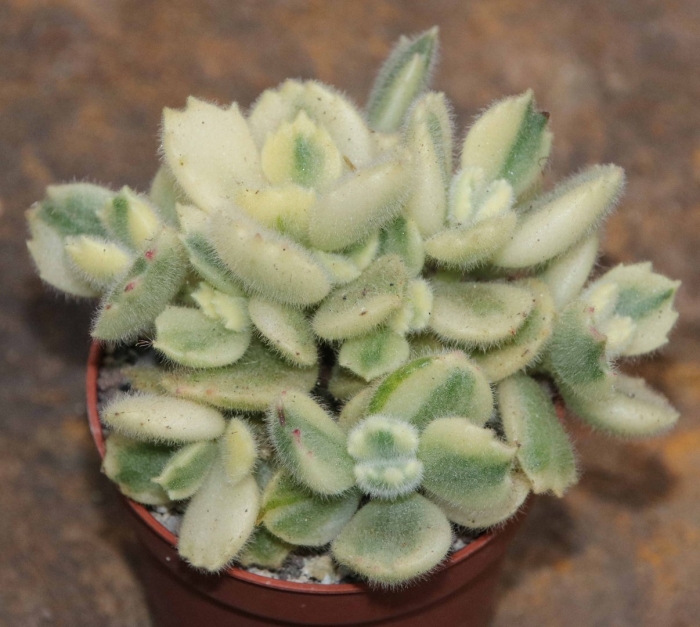 Котиледон леди смит вариегата