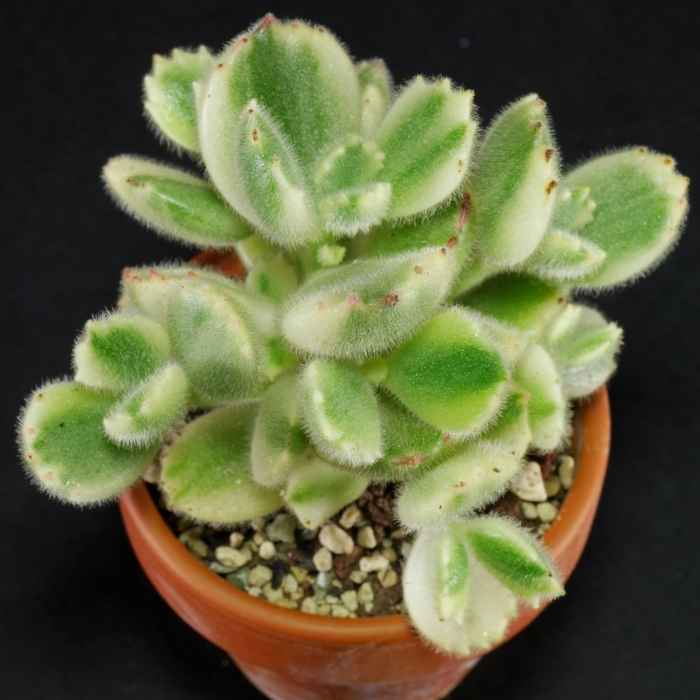 Cotyledon variegata