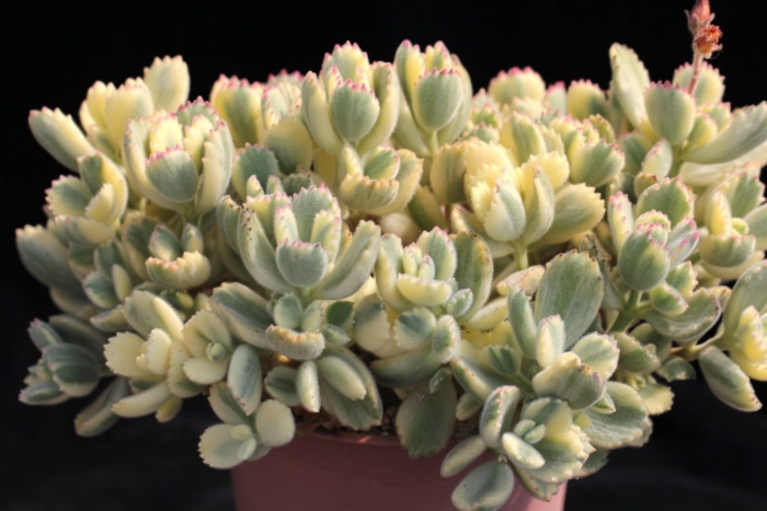 Котиледон томентоза вариегата