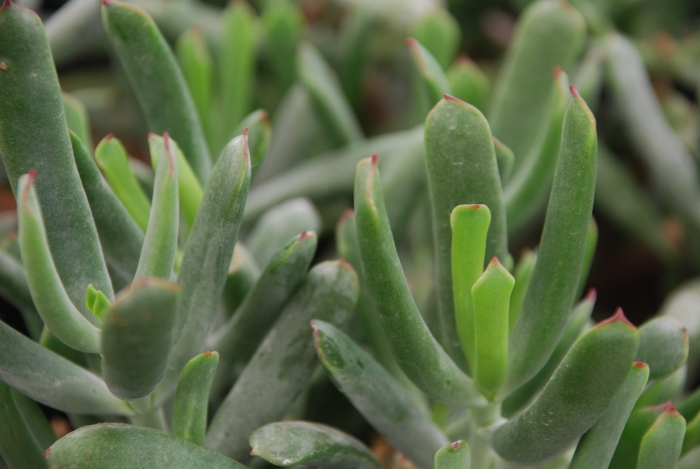 Котиледон ледисмитиензис