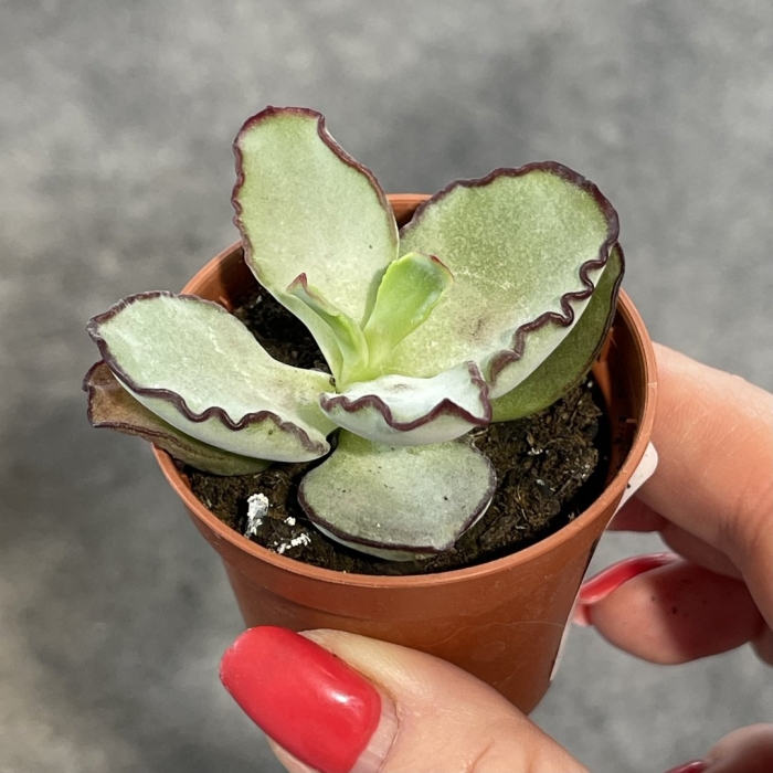 Эхеверия элеганс расбери айс (малиновый лед)