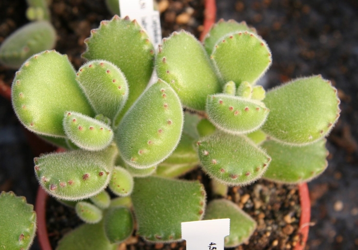 Cotyledon tomentosa