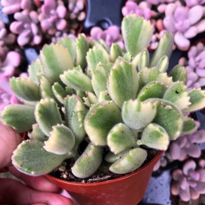 Cotyledon tomentosa
