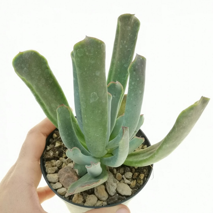 Котиледон орбикулата октопус