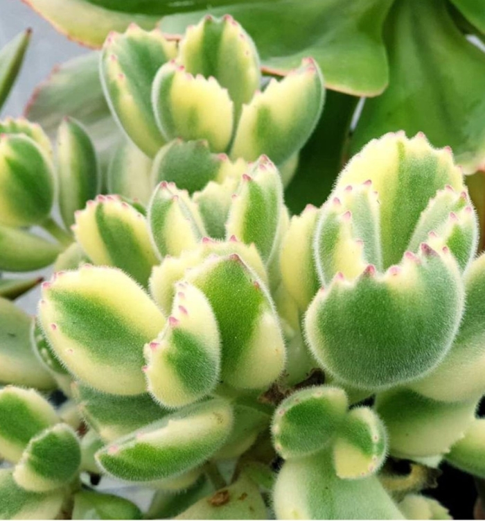 Каланхоэ суккулент