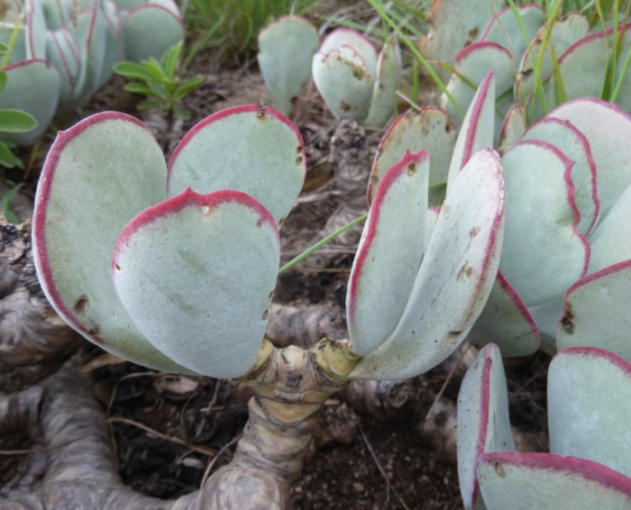 Котиледон элизы