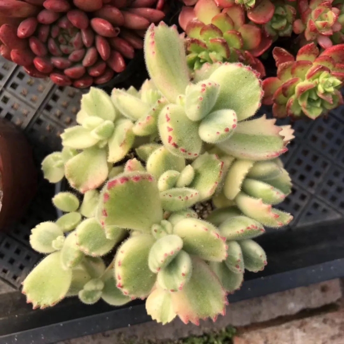 Суккулент котиледон томентоза