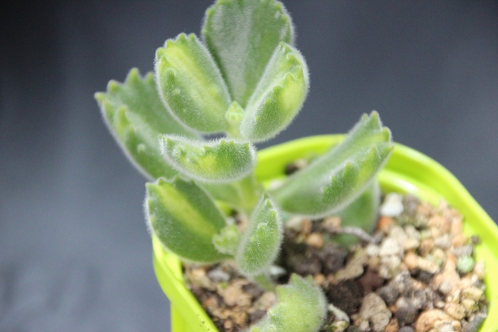 Суккулент котиледон томентоза