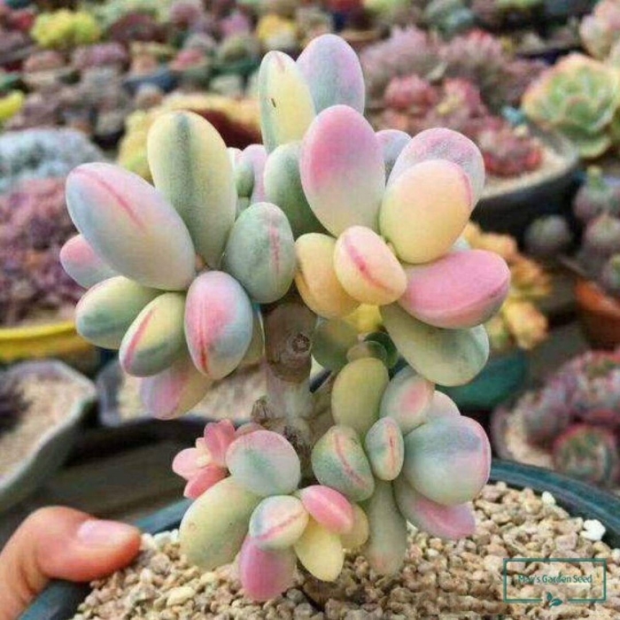 Котиледон вариегатный