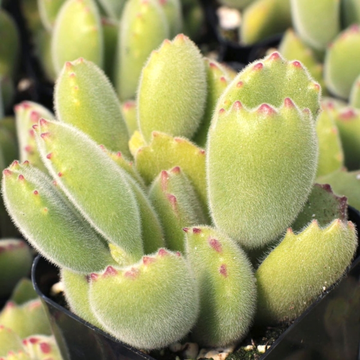 Котиледон томентоза (cotyledon tomentosa)