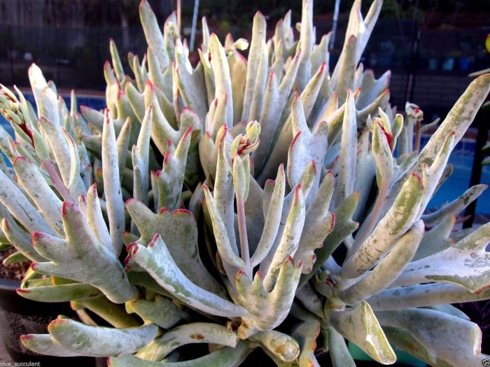 Cotyledon orbiculata