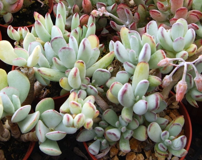 Cotyledon orbiculata