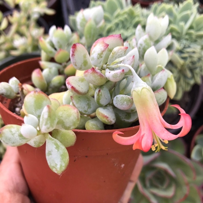 Котиледон пенденс