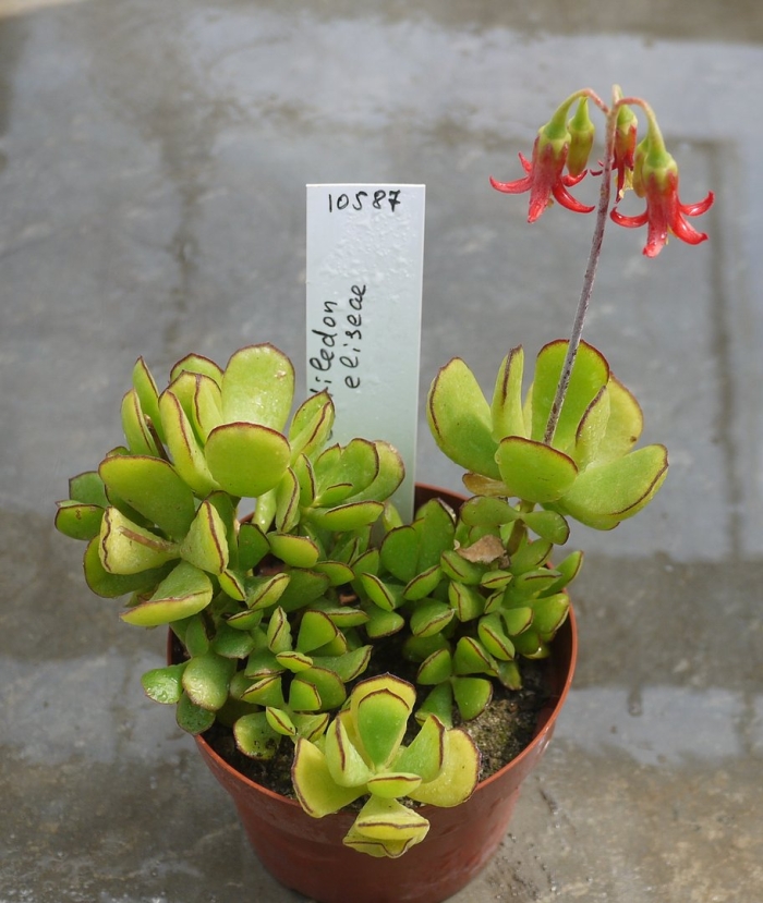 Cotyledon eliseae