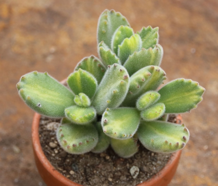 Котиледон войлочный cotyledon tomentosa