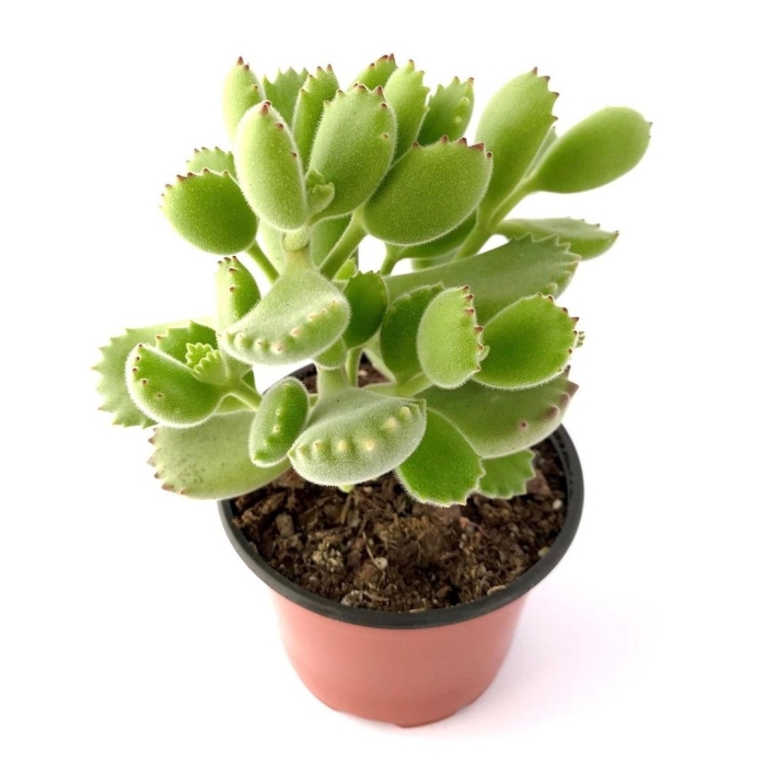 Котиледон леди смит