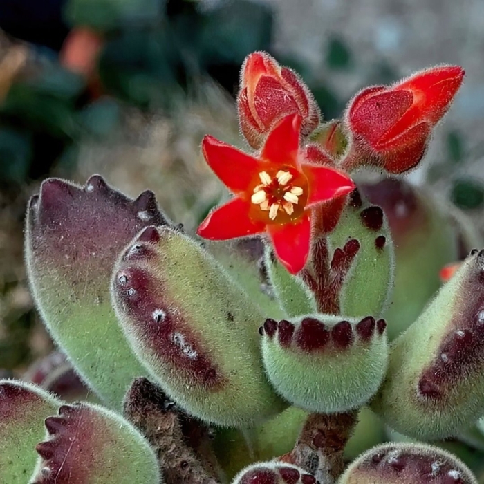 Каланхоэ войлочное kalanchoe tomentosa