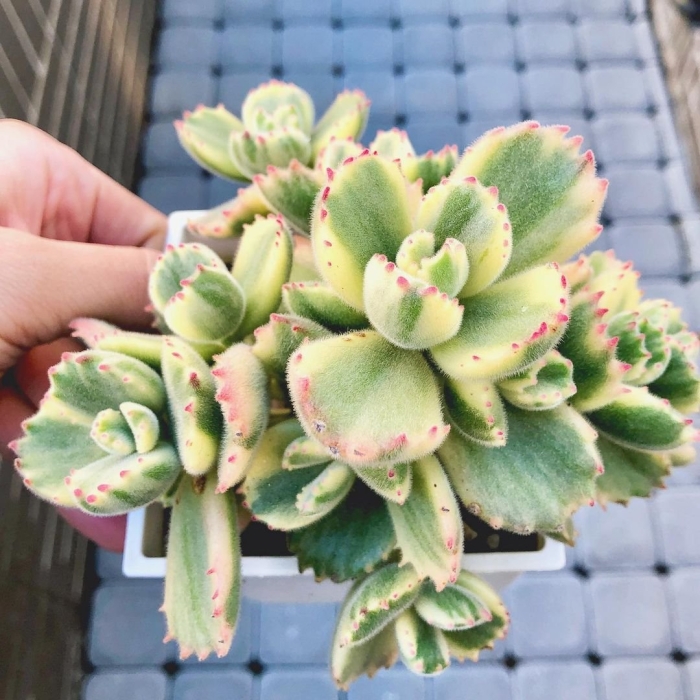 Котиледон суккулент