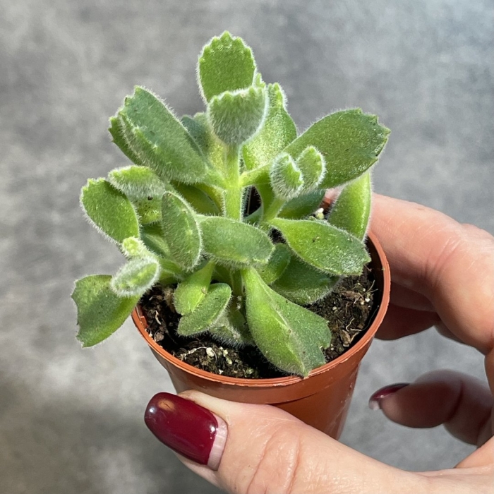 Котиледон леди смит