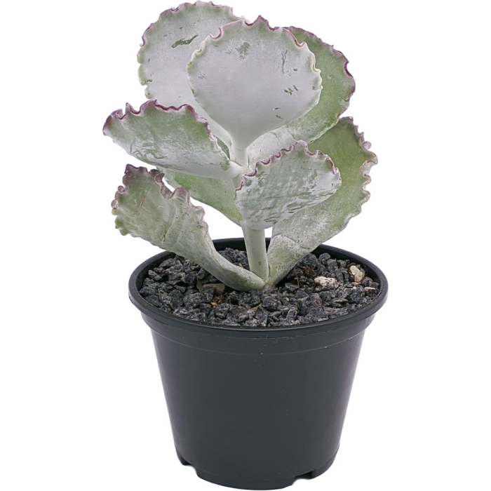 Суккулент cotyledon undulata