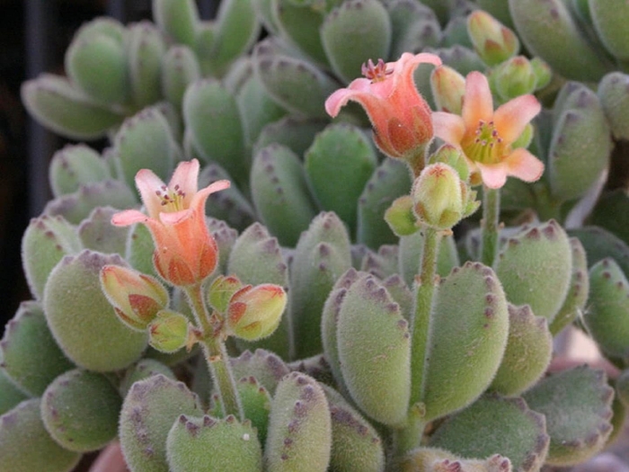Kalanchoe tomentosa