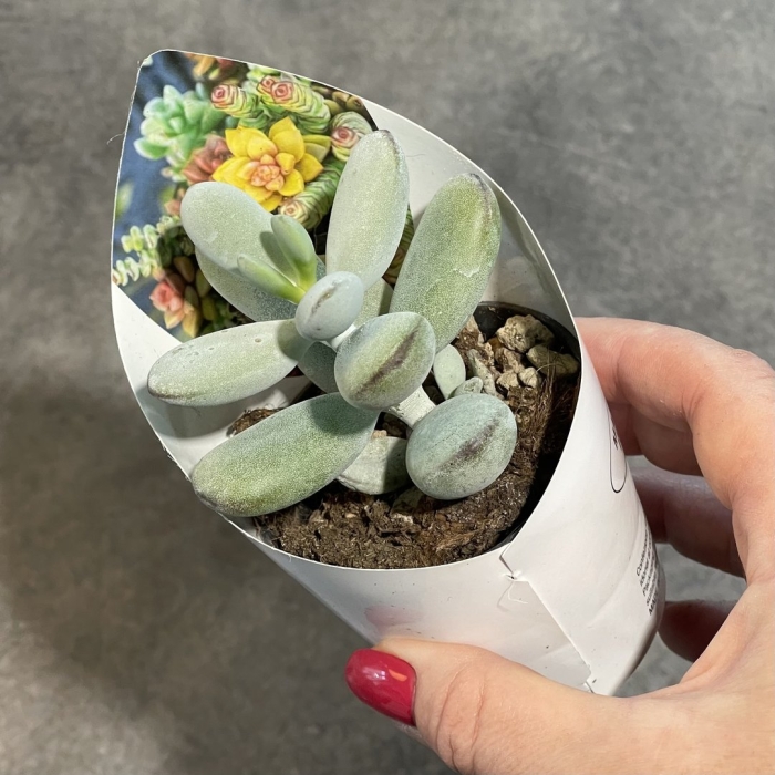 Пахифитум овиферум рубра