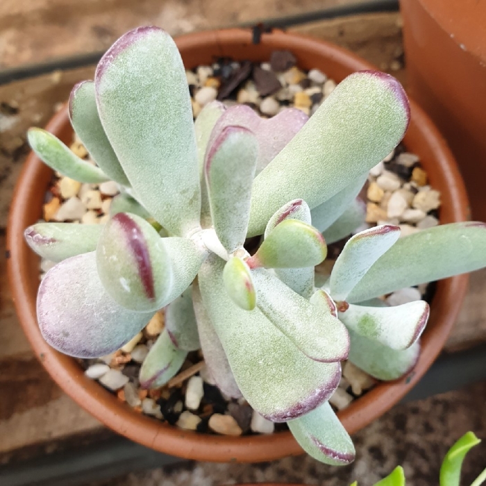 Cotyledon orbiculata