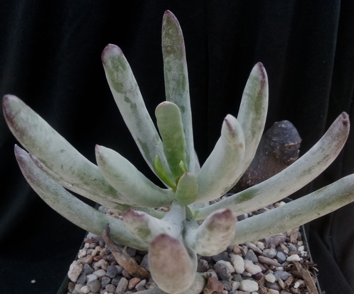 Суккулент senecio scaposus