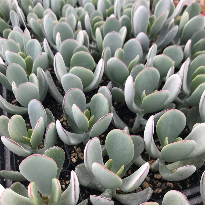 Corpuscularia lehmannii
