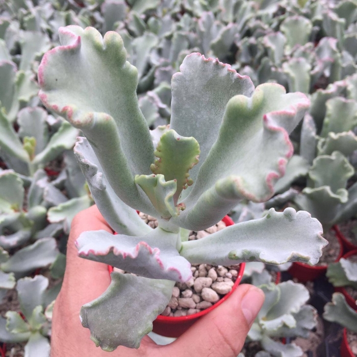 Котиледон волнистый