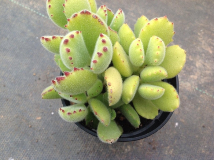 Cotyledon ladismithiensis