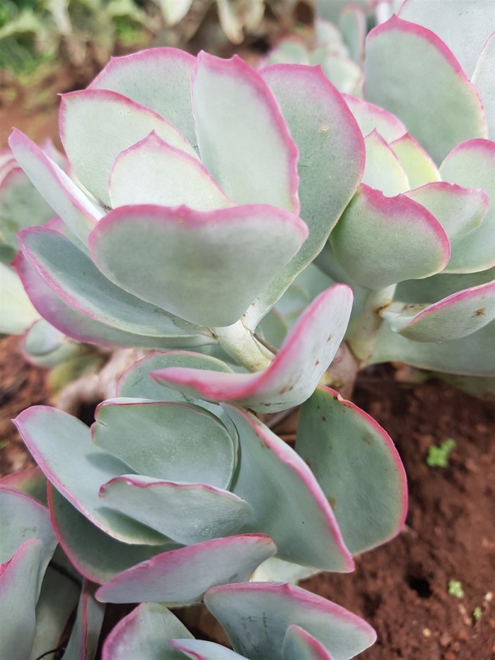 Котиледон орбикулата