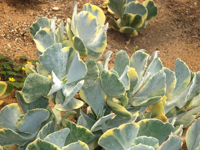 Котиледон ундулата